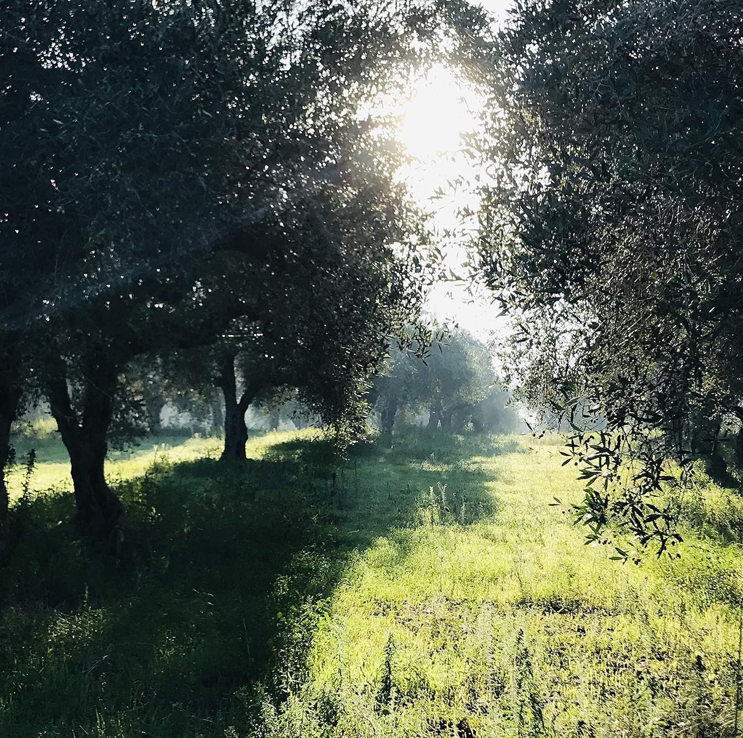 High Mountain Organic EVOO from Little Gypsy Farms | Extra Virgin Olive Oil from a Single Estate in Greece | First Cold-Pressed | High Polyphenols & Amino Acids | Non-GMO | 350ml (2 Pack)